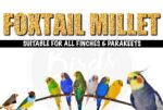 The Birds Company Foxtail Millet (Kangni), Bird Food for All Life Stages Canary, Finches, Waxbills, Budgies, Lovebirds, Cockatiels, Parrots & Parakeets, 450 g - Image 3