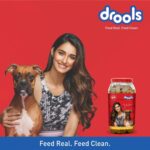 Drools All Life Stages Dog Treat Biscuits 400g Jar | Real Chicken Flavour | All Breed Formula | Promotes Lustrous Skin & Coat | Vitamins & Minerals | Reduces Tartar Build Up - Image 4