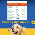 Adult Dog Dry Food 3 kg, Chicken with Vitamins, Complete Adult Dog Nutrition, Supports Strong Bones, Muscles, Healthy Skin & Coat, Digestive Support, All Breed & Sizes - Image 7