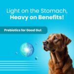 BARK OUT LOUD By Vivaldis - Dog Treats Combo Of Dental Sticks, Coatiez Soft Chews And Chicken Swirls - Sugar-Free Pet Food, Suitable For All Life Stages Of Dogs, 310 Gram - Image 5