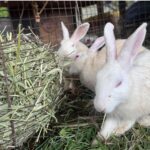 Timothy Hay for Rabbits, Guinea Pigs and Hamsters for All Life Stages | 100% Natural | HIGH Fiber Food (500 Grams) - Image 4