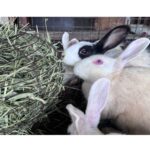 Timothy Hay for Rabbits, Guinea Pigs and Hamsters for All Life Stages | 100% Natural | HIGH Fiber Food (500 Grams) - Image 5