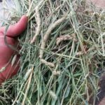 Timothy Hay for Rabbits, Guinea Pigs and Hamsters for All Life Stages | 100% Natural | HIGH Fiber Food (500 Grams) - Image 7