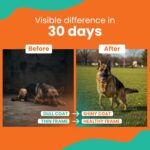 Optima Dry Dog Food Adult 3 KG | Chicken & Vegetable | Complete and Balanced Optimum Nutrition for Pedigree Dogs | Great Taste & Easy Digestion (Pack of 1) - Image 8