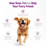 Small Breed Adult Dog Food (10 Months & Above), Complete & Balanced High Protein Dry Dog Food with DHA & Prebiotics, Supports Joint Health, Digestion, Skin & Immunity – 800 gm - Image 4