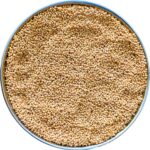 The Birds Company Foxtail Millet (Kangni), Bird Food for All Life Stages Canary, Finches, Waxbills, Budgies, Lovebirds, Cockatiels, Parrots & Parakeets, 450 g - Image 2