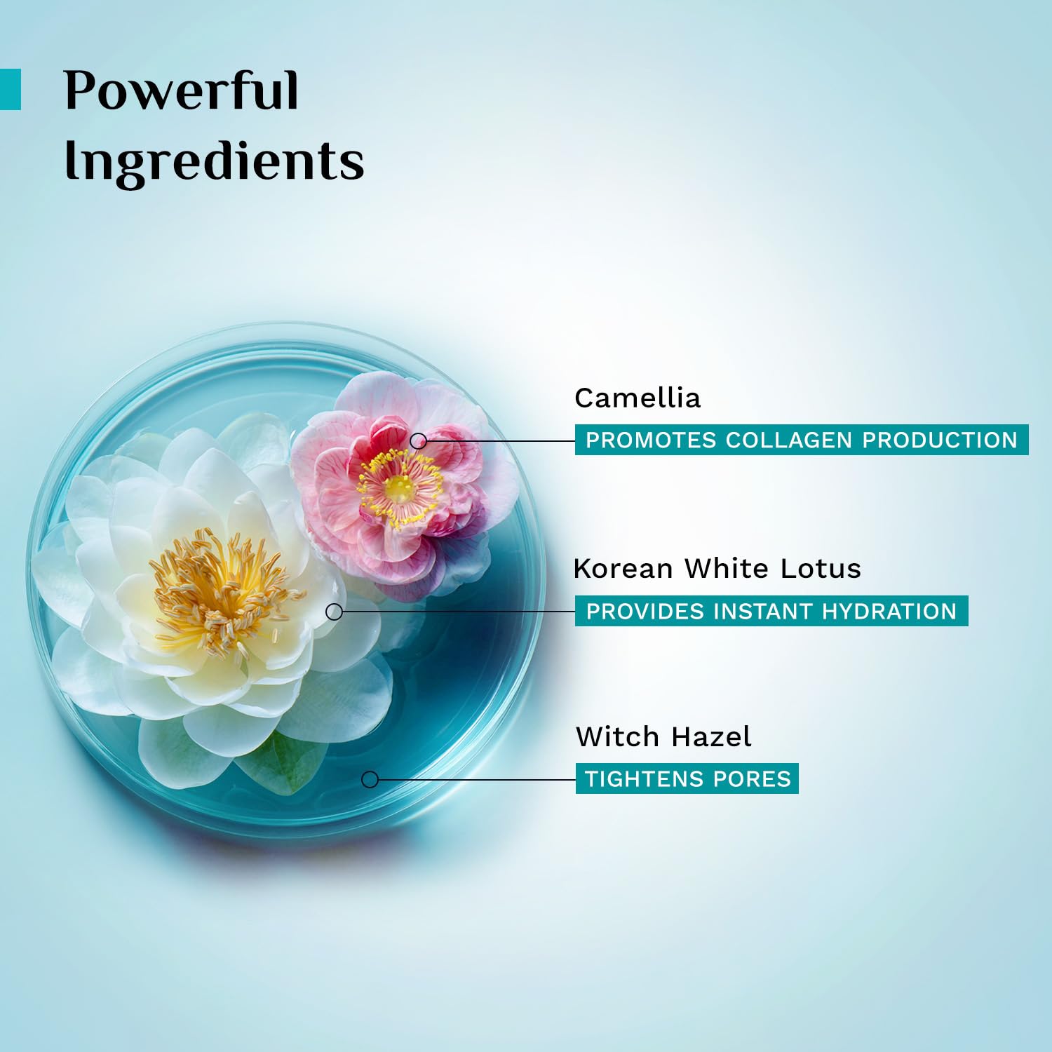 Pilgrim Korean Beauty White Lotus Refreshing Face Mist & Toner | Toner for glowing skin | Alcohol-Free Mist & toner for open pores Tightening | Korean skin care products | Women & Men | 100 ml - Image 4