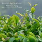 Blue Nectar Green Tea Face Cream Moisturizer for Oily Skin with Hyaluronic Acid, Vitamin C, Rosehip for Women and Men (14 Ayurvedic Herbs, 100ml) - Image 5